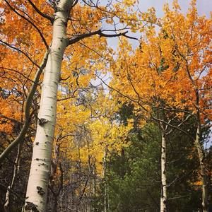 Meet your Posher, Chengyi